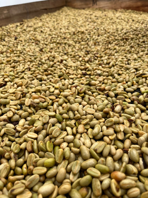 Green Beans Caturra-Catuai Blend